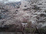 sakura04132