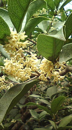 ginmokusei