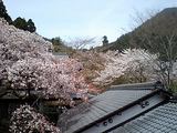 sakura04153