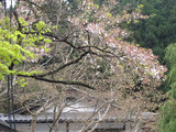 sakura4271
