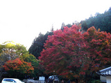 kouyou2006_11_16