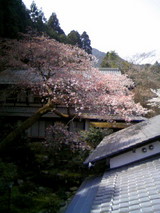 sakura04101