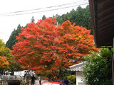 kouyou2006_11_18
