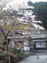 sakura04161