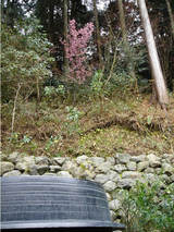 sakura4123