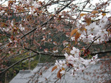 sakura414