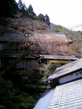sakura04061