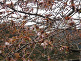 sakura4121