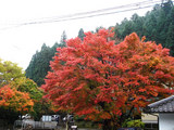 kouyou2006_11_19