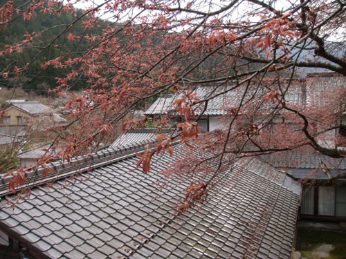 sakura2