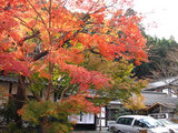 kouyou2006_11_30_1