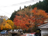 kouyou2006_11_28_1