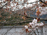 sakura412