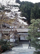 sakura04151