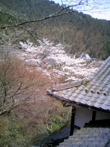 sakura04102