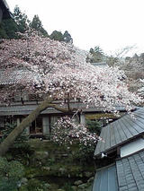sakura04115