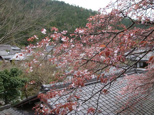 sakura2