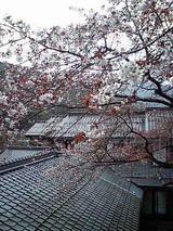 sakura04092