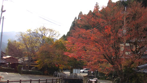 kouyou