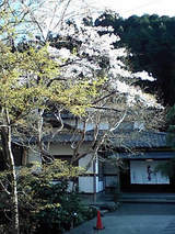 sakura04191