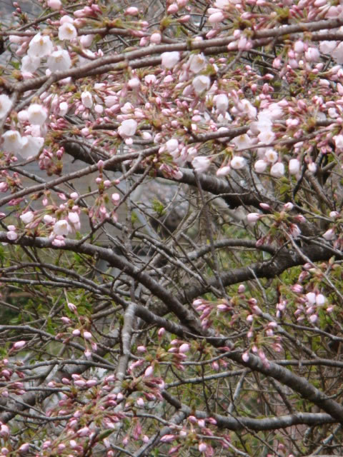 sakura2