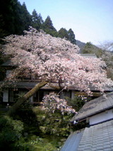 sakura04121
