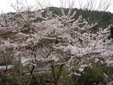 sakura4141