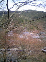 sakura04043