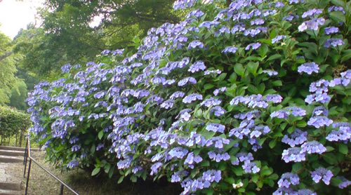 ajisai_haka1