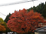 kouyou