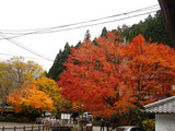 kouyou2006_11_26