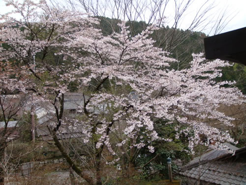 sakura1