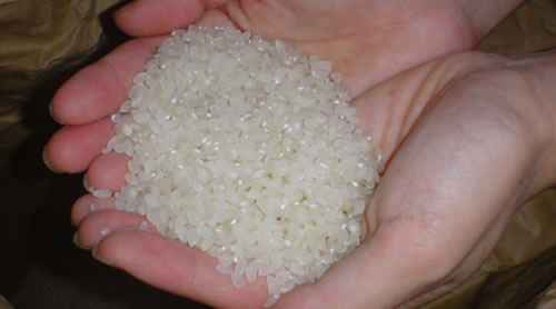 rice1