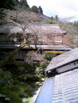 sakura04051