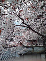 sakura04133