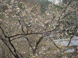 sakura4142