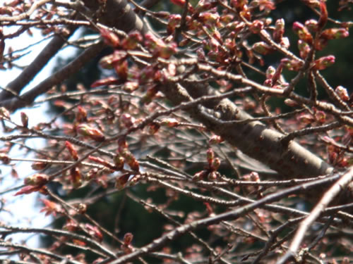 sakura