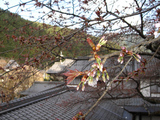 sakura0403
