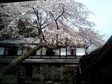 sakura04152