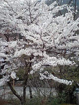 sakura04111