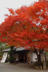紅葉最後２
