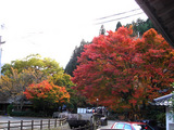 kouyou2006_11_17
