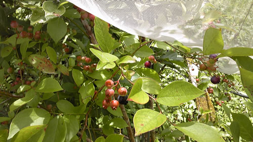 berry