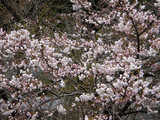 sakura4122