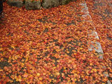 kouyou2006_11_28_2