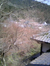 sakura04062