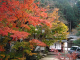 kouyou2006_11_0
