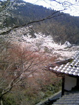 sakura04122