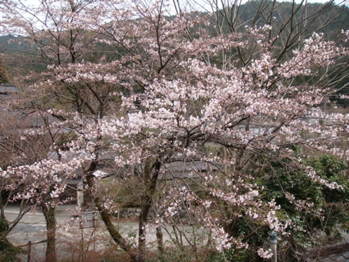 sakura