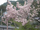 sakura427